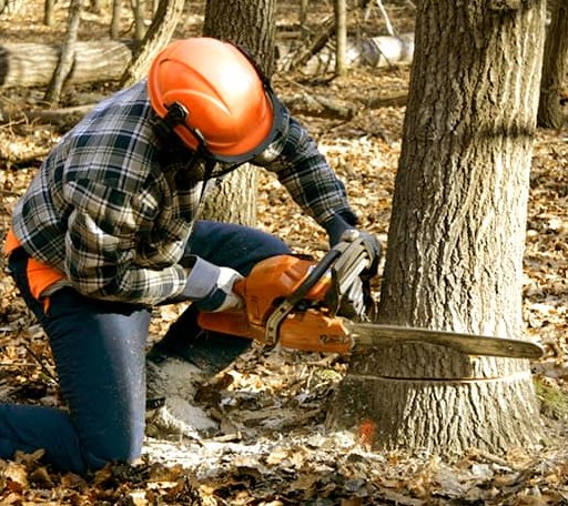 Tree Removal in Burlington, KS
